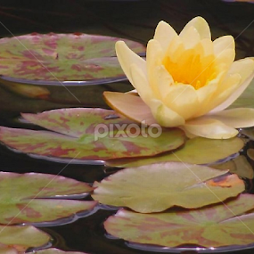 Morning Sunshine by Susan Jennings - Flowers Single Flower