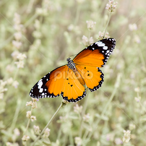 beautiful Butterfly by Mustafa Gulzari - Animals Insects & Spiders
