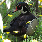 Wood duck (male)