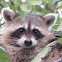 Juvenile raccoon