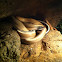 Cave-Dwelling Rat Snake