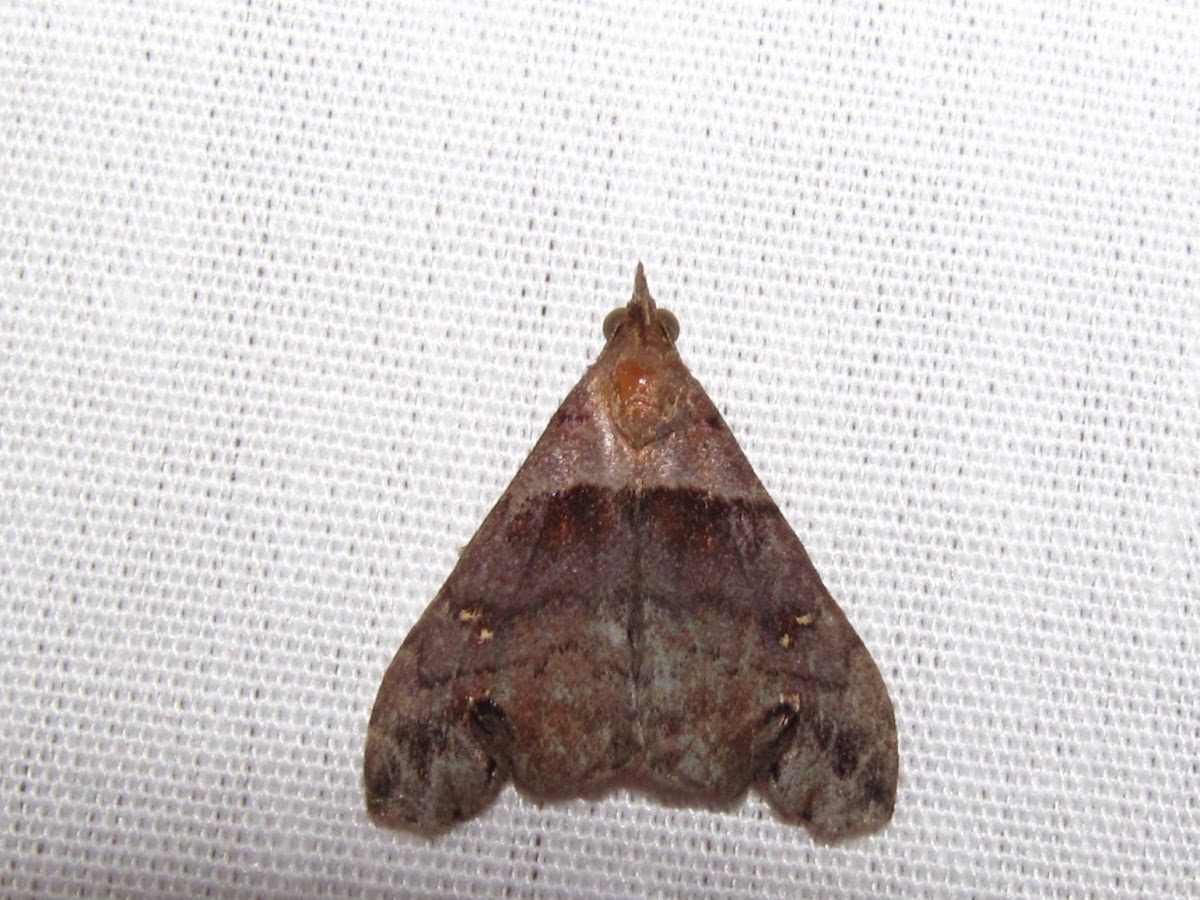 Ambiguous Moth (male)