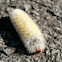 Virginia Ctenucha Moth Larva