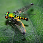 long-legged flies