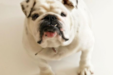 Lastest Puppy Dog HD Photo APK