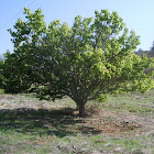 Carob tree(alfarrobeira)
