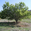Carob tree(alfarrobeira)