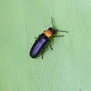 Firefly (beetle)