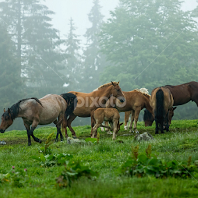 Freedom by Hamos Gyozo - Animals Horses