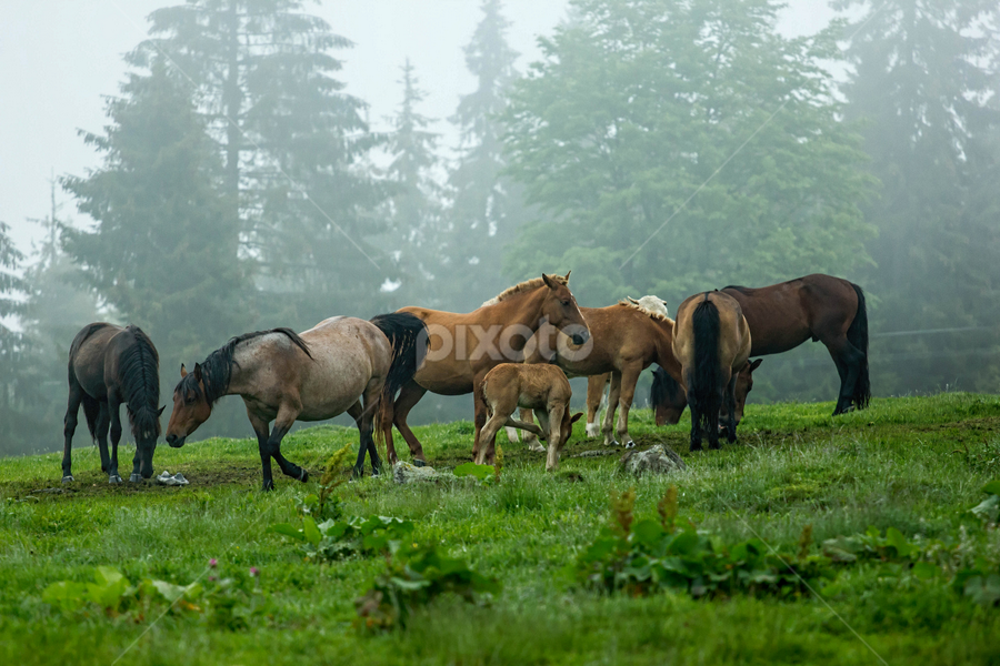 Freedom by Hamos Gyozo - Animals Horses