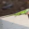 Green Anole