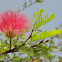 Pink Silk Tree