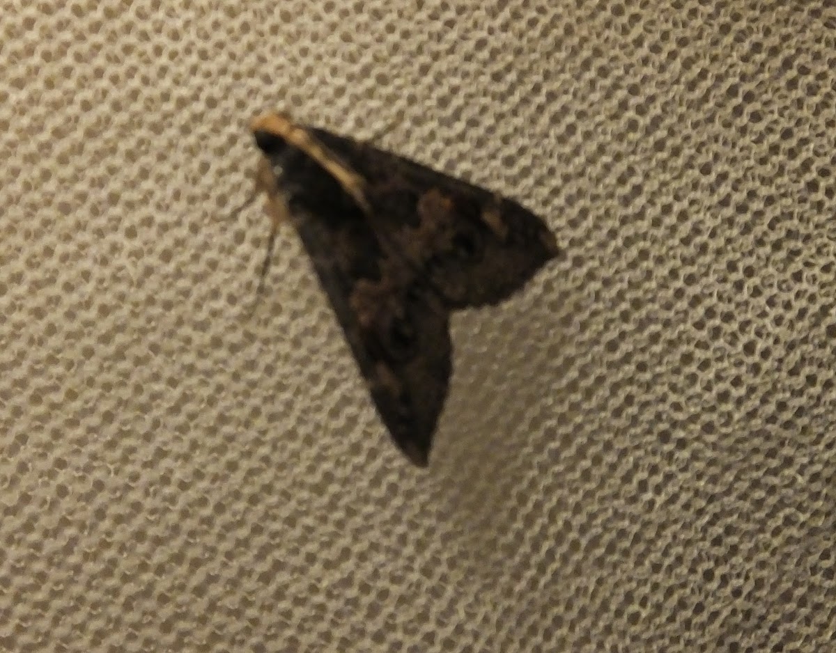 Sundowner moth
