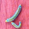 Rose Sawfly Larvae