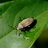 Bordered Plant Bug
