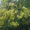 Panicled Goldenrain Tree flowers and fruit