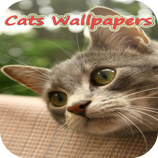 Xperia z2 Cat live Wallpapers 個人化 App LOGO-APP開箱王