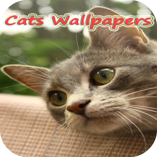 Xperia z2 Cat live Wallpapers LOGO-APP點子