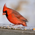 Norther Cardinal - male