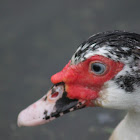 Muscovy Duck (Female)