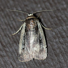 Dart Moth