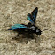 Blueblack Hairy Flower WAsp