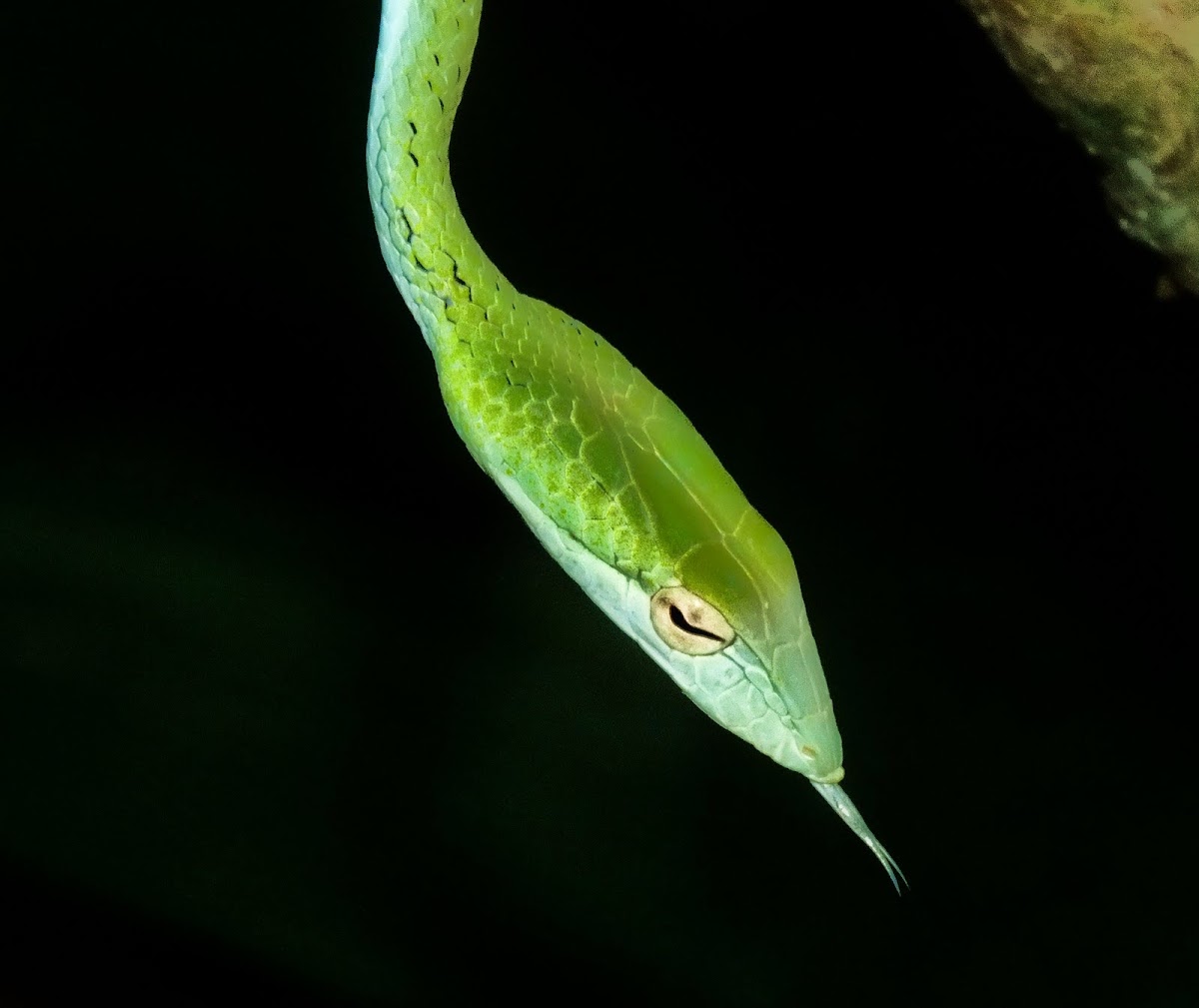 Oriental Whip Snake 