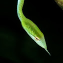 Oriental Whip Snake 