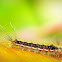 Moth caterpillar