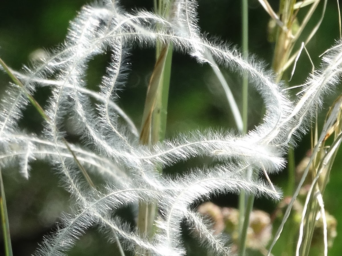 Feathergrass