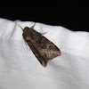 Yellow-headed Cutworm Moth