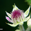 Amora-do-mato (Wild blackberry)