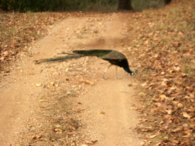 Indian peafowl