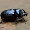 Rinoh Beetle