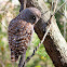 Barred Owl