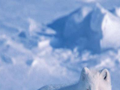 √無料でダウンロード！ きつね 壁紙 851290-Kitsune 壁紙