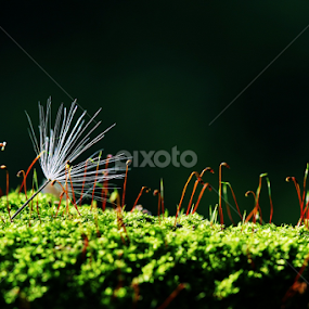 by Fatriyanto Mooduto - Nature Up Close Other Natural Objects