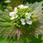 Garlic mustard