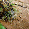 Giant silkworm moth caterpillar