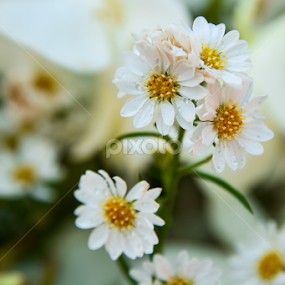 Flower by Siha Sao - Flowers Flower Gardens
