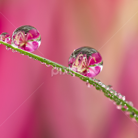 Detached by Citra Hernadi - Nature Up Close Natural Waterdrops