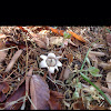 Earthstar