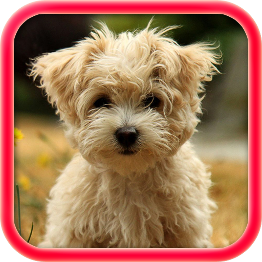 Dog Jigsaw Puzzles LOGO-APP點子