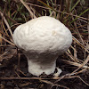 Puffball Mushroom