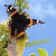 Red admiral