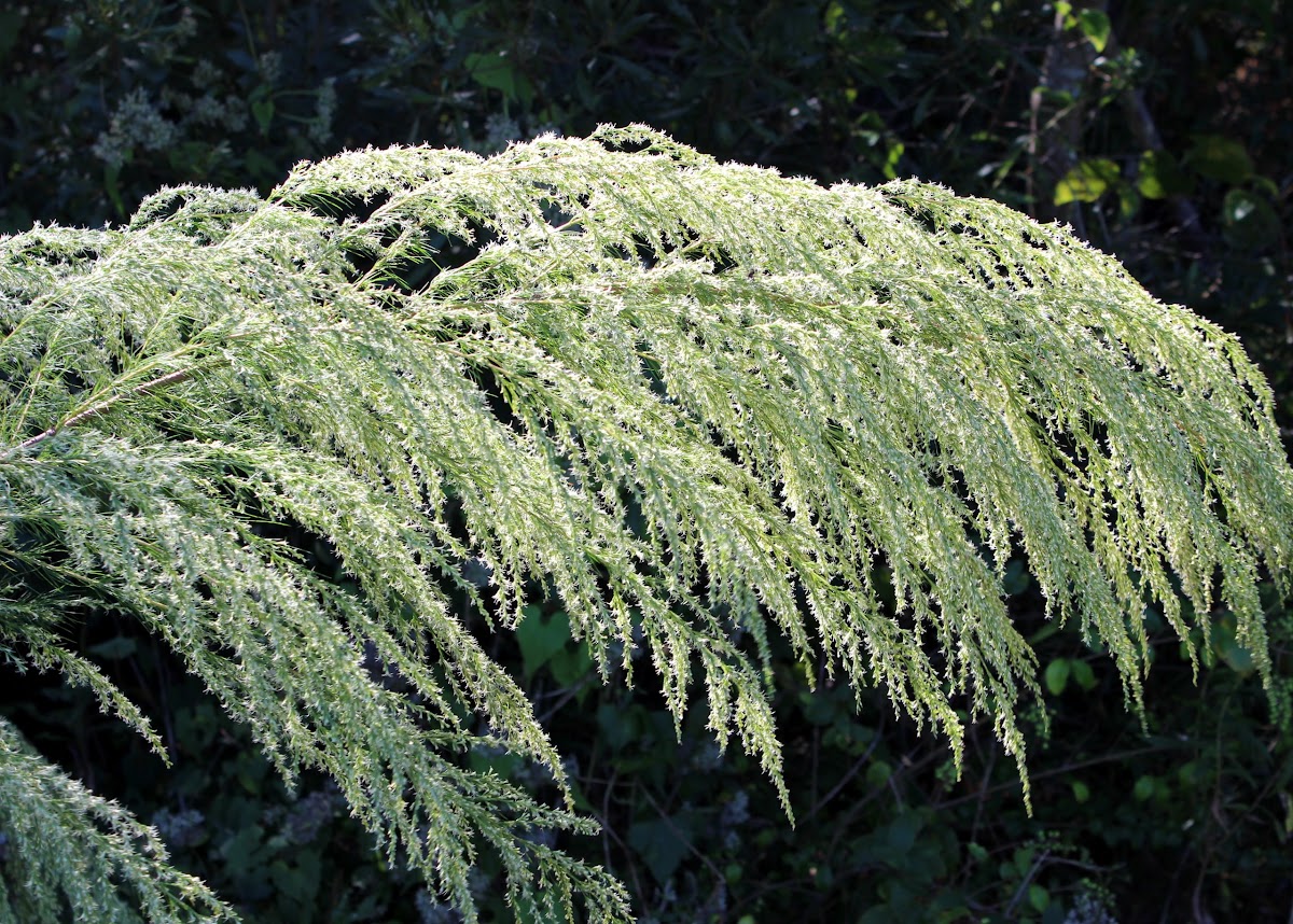 Dog Fennel, Yankee weed Project Noah