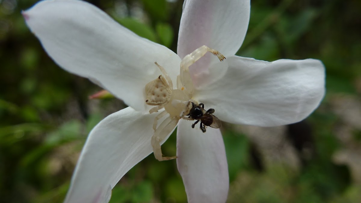 White flower spider