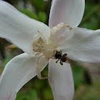 White flower spider