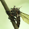 robberfly infested with Cordyceps