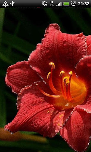 Beautiful Red Flower LWP
